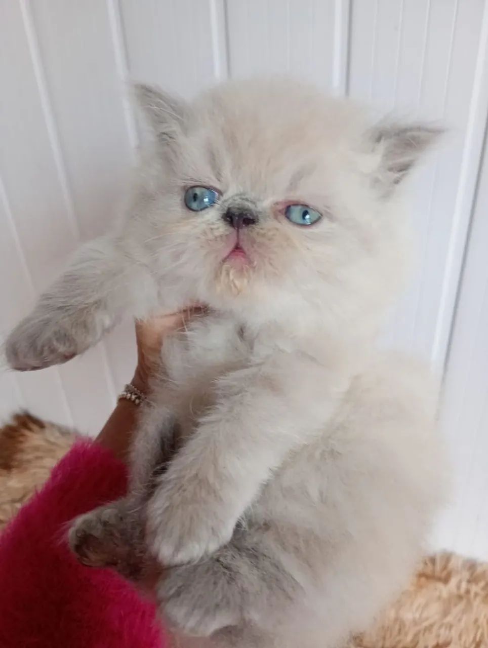 Gatinhos persa himalaio 