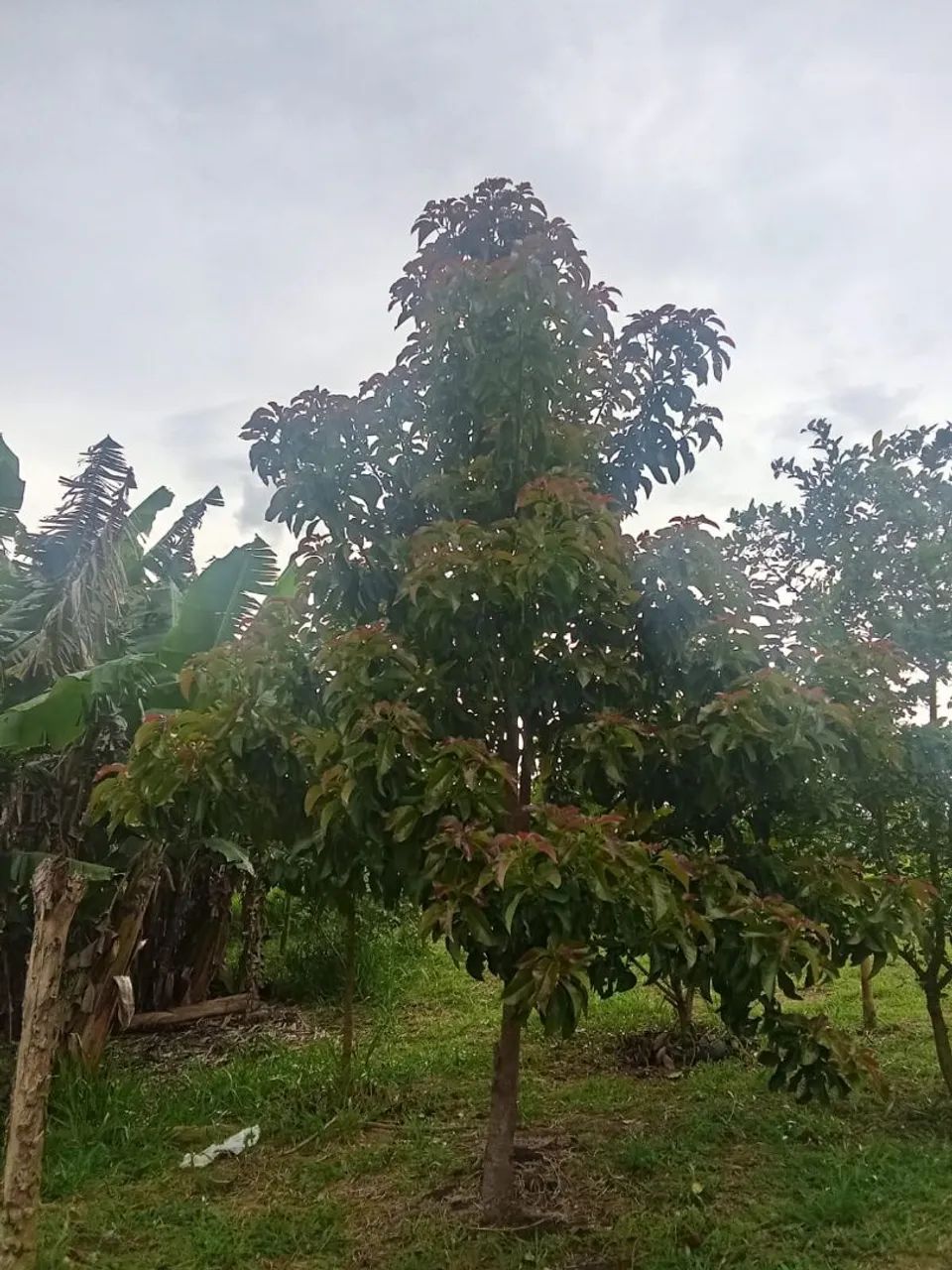 Vendo chácara em Caçapava  - Foto 5