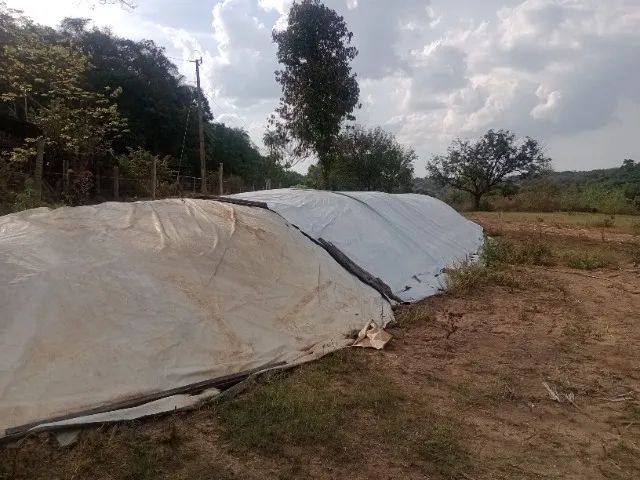 Silagem de milho  - Foto 2