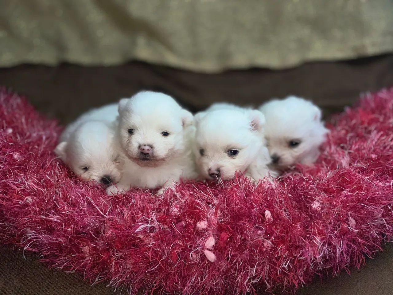 Lulu da Pomerânia fêmeas - Foto 2