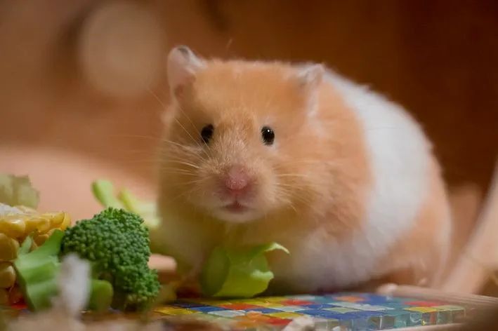 Hamster - Foto 2