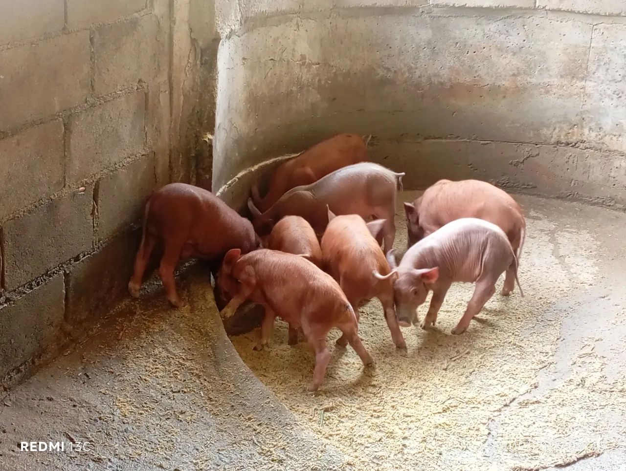 Leitões  - Foto 3