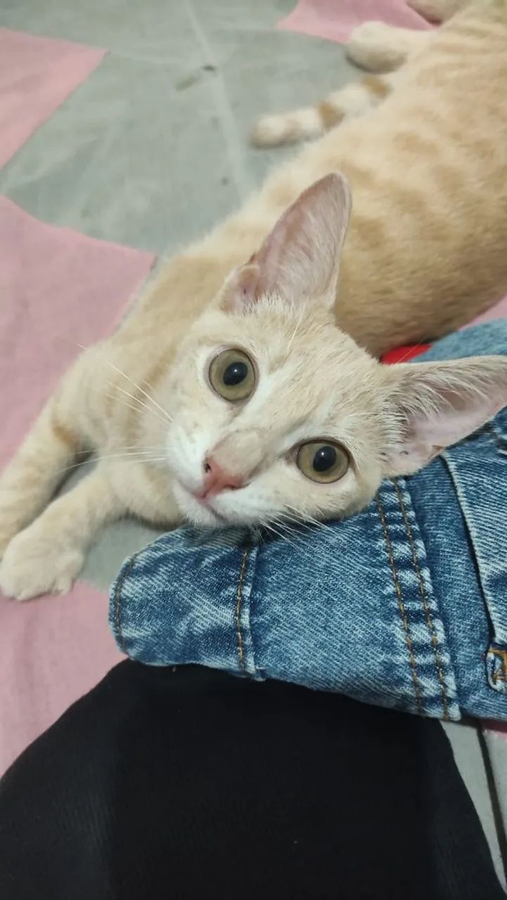 Gatinho para adoção  - Foto 3