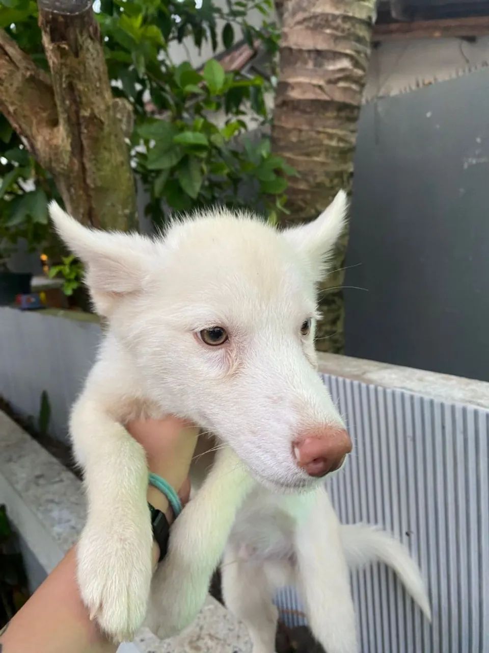 Vende-se HUSKY SIBERIANO  - Foto 2