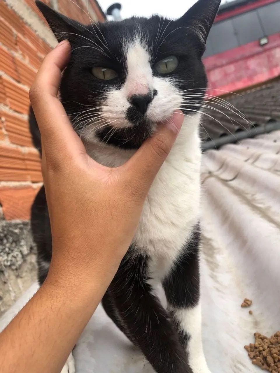 DOAÇÃO GATA FRAJOLA - Foto 2