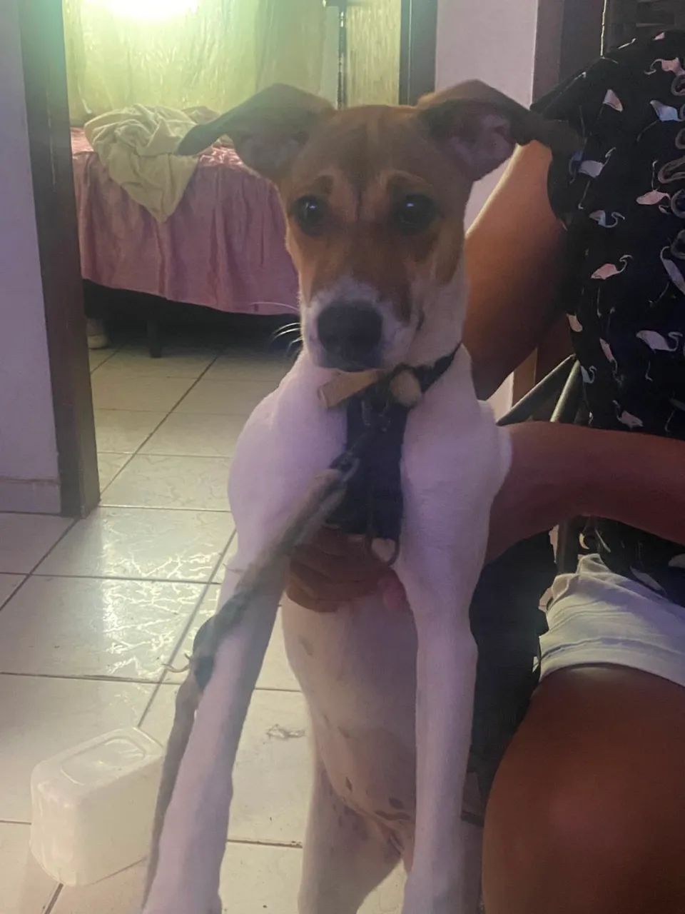 Cachorro para doar 