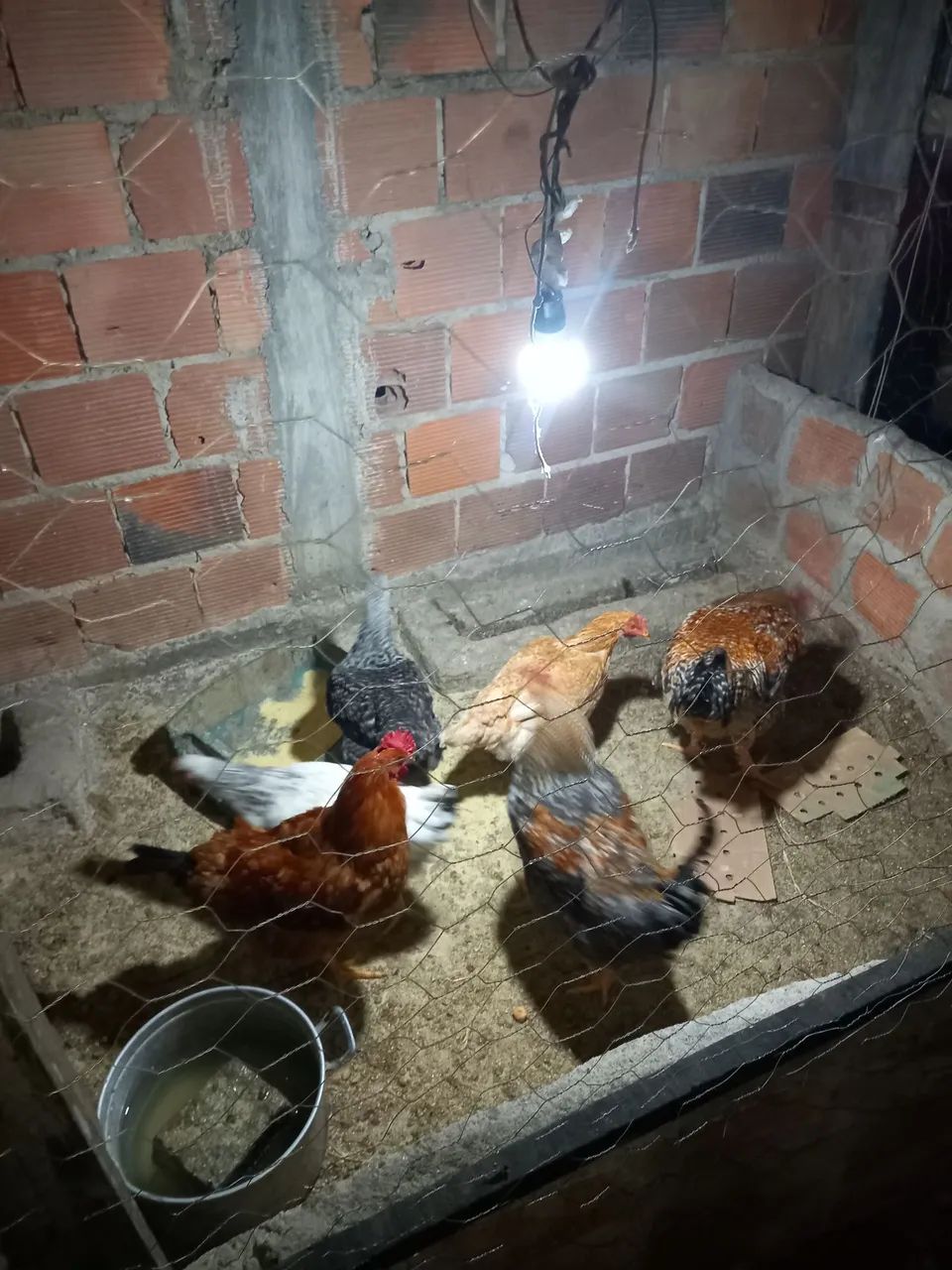 Galinhas ótimas pra criar e melhor ainda pra fazer um pirao top - Foto 2