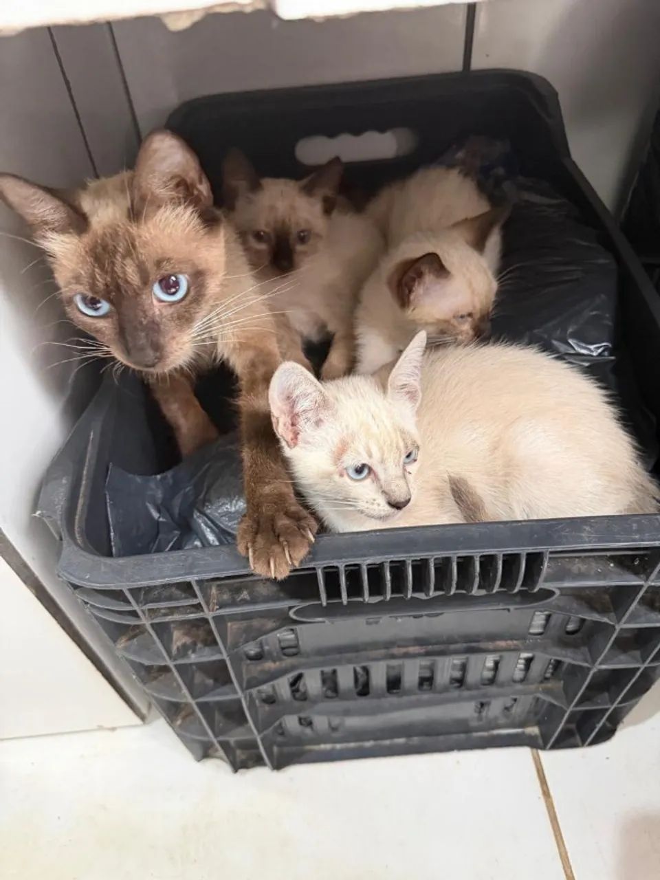 Animais doação  - Foto 3