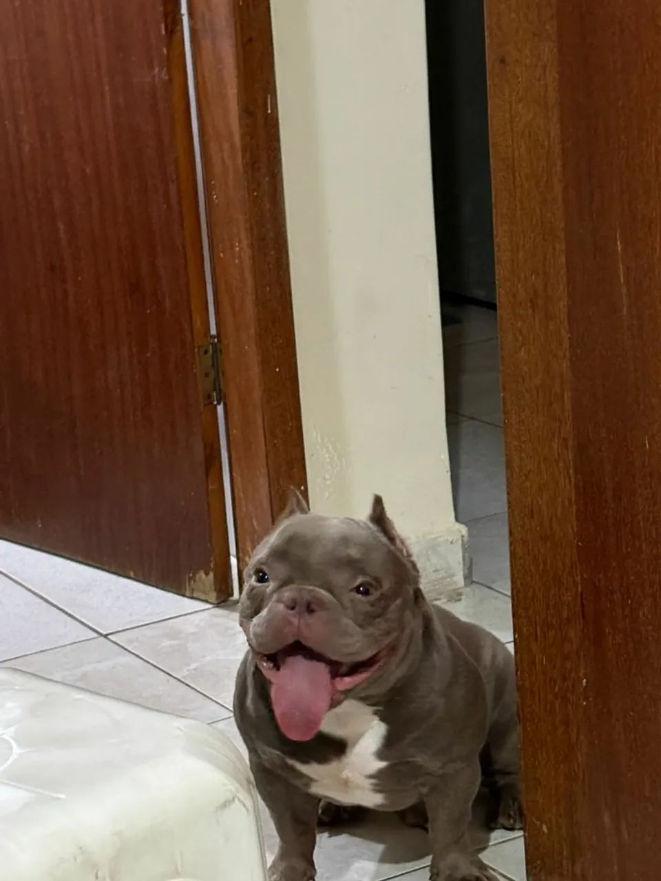 American bully Micro