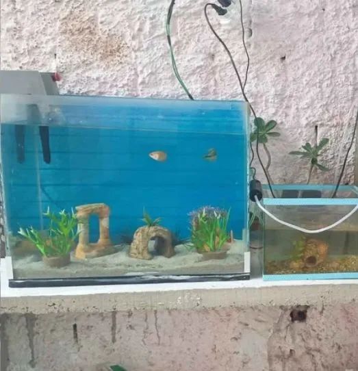 Aquário 50Lts  - Foto 2