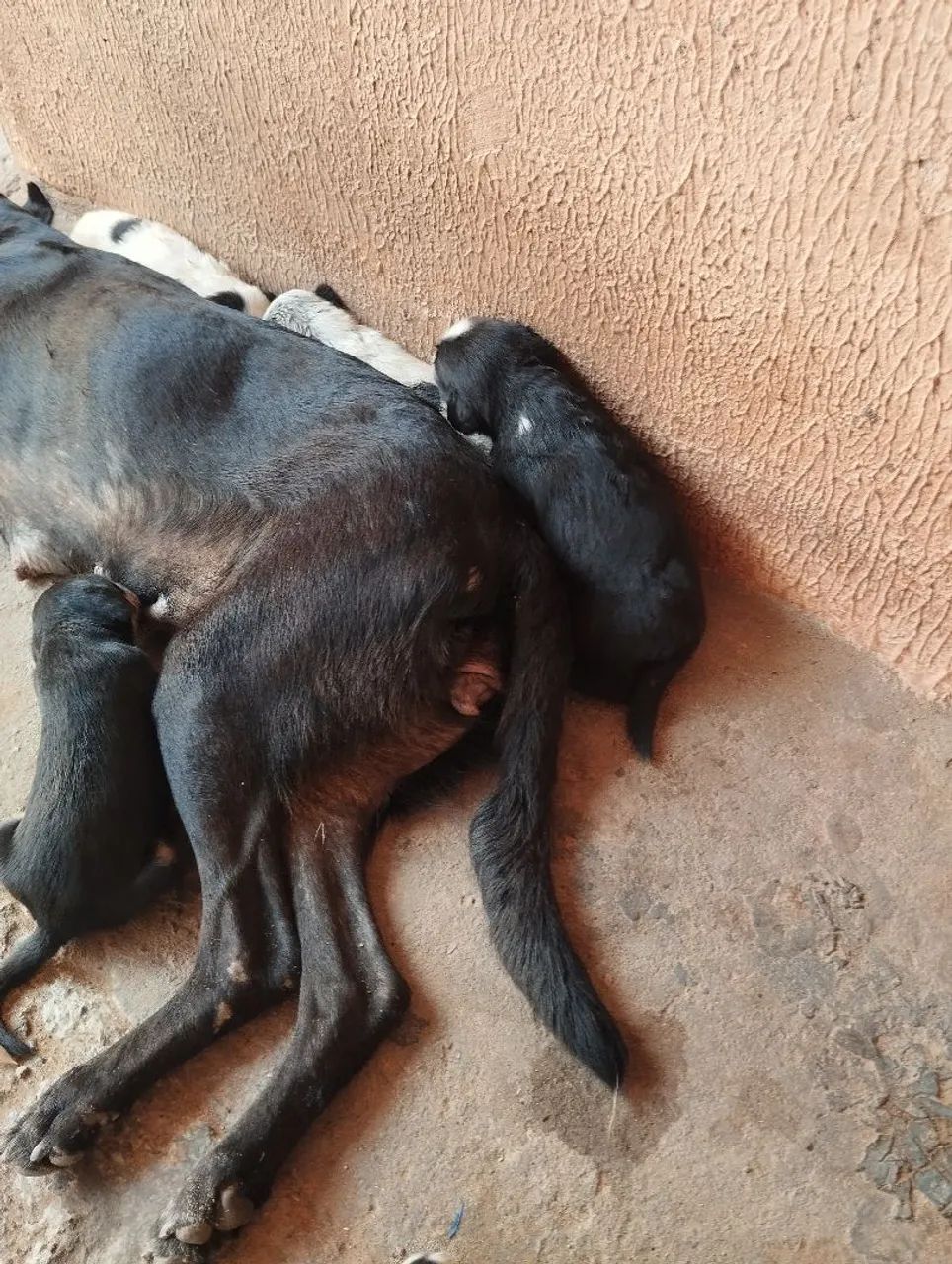 Filhote de cachorro vira-lata - Foto 3