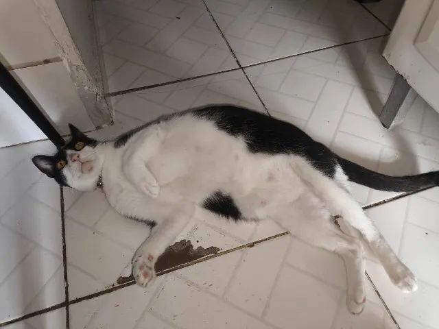 Adoção Responsável  - Foto 4
