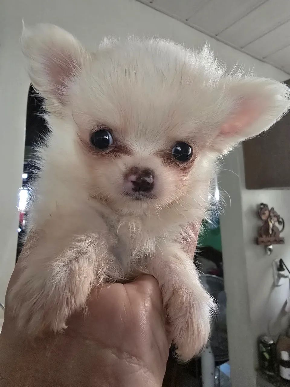 Vendo filhotes de chihuahua 