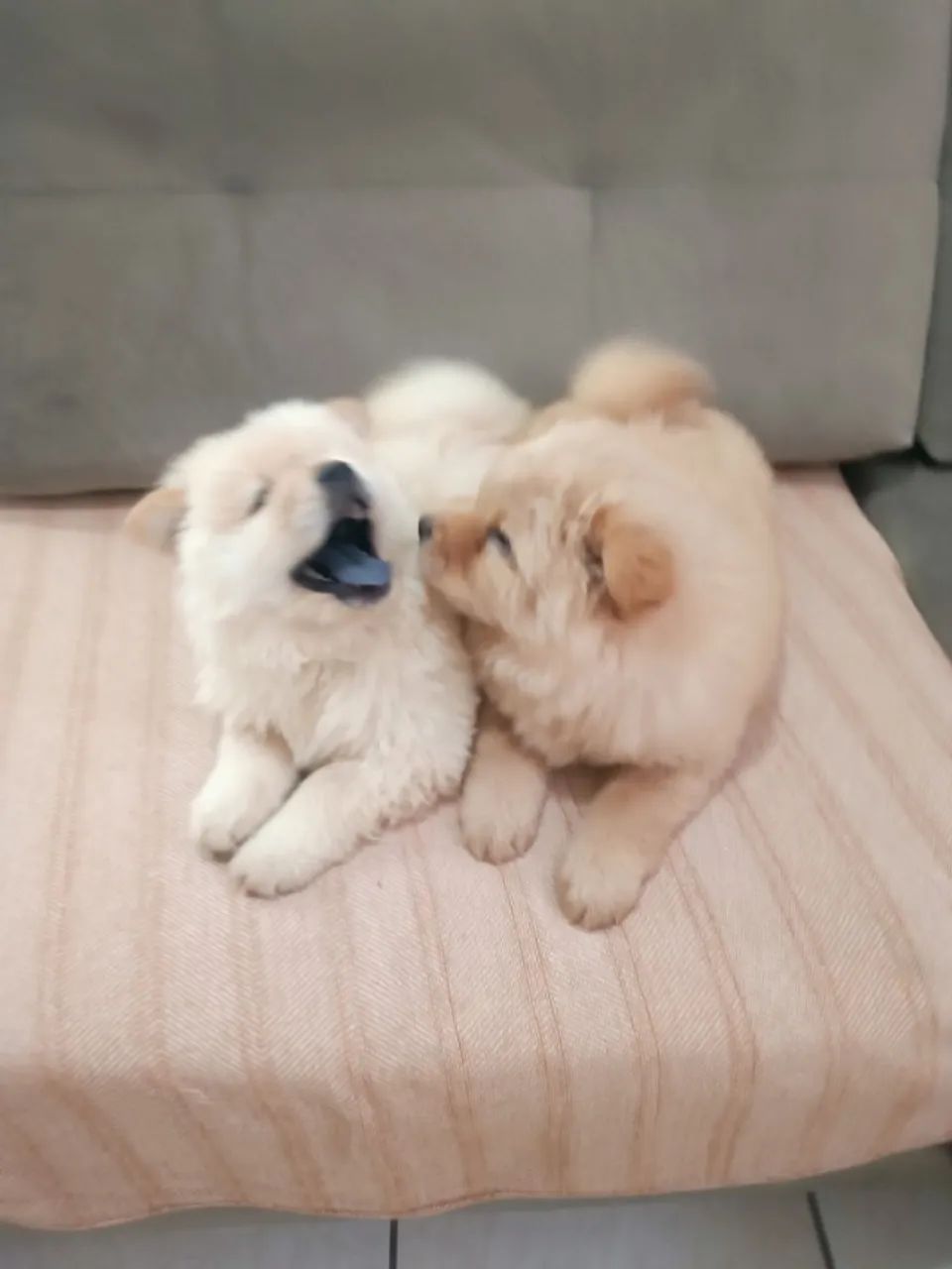 Filhote de Chow Chow - Cor Creme - Foto 3