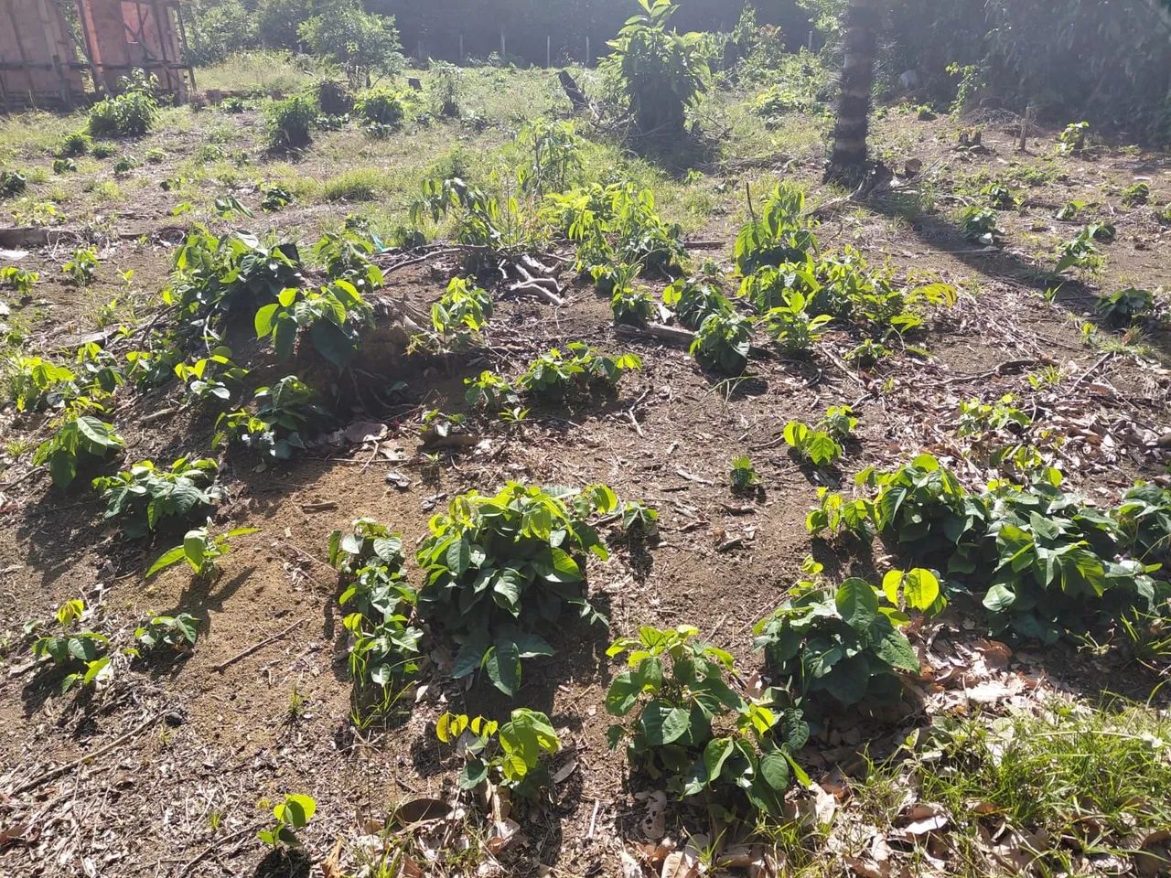 Lote Estrada Janauari - Iranduba  - Foto 3