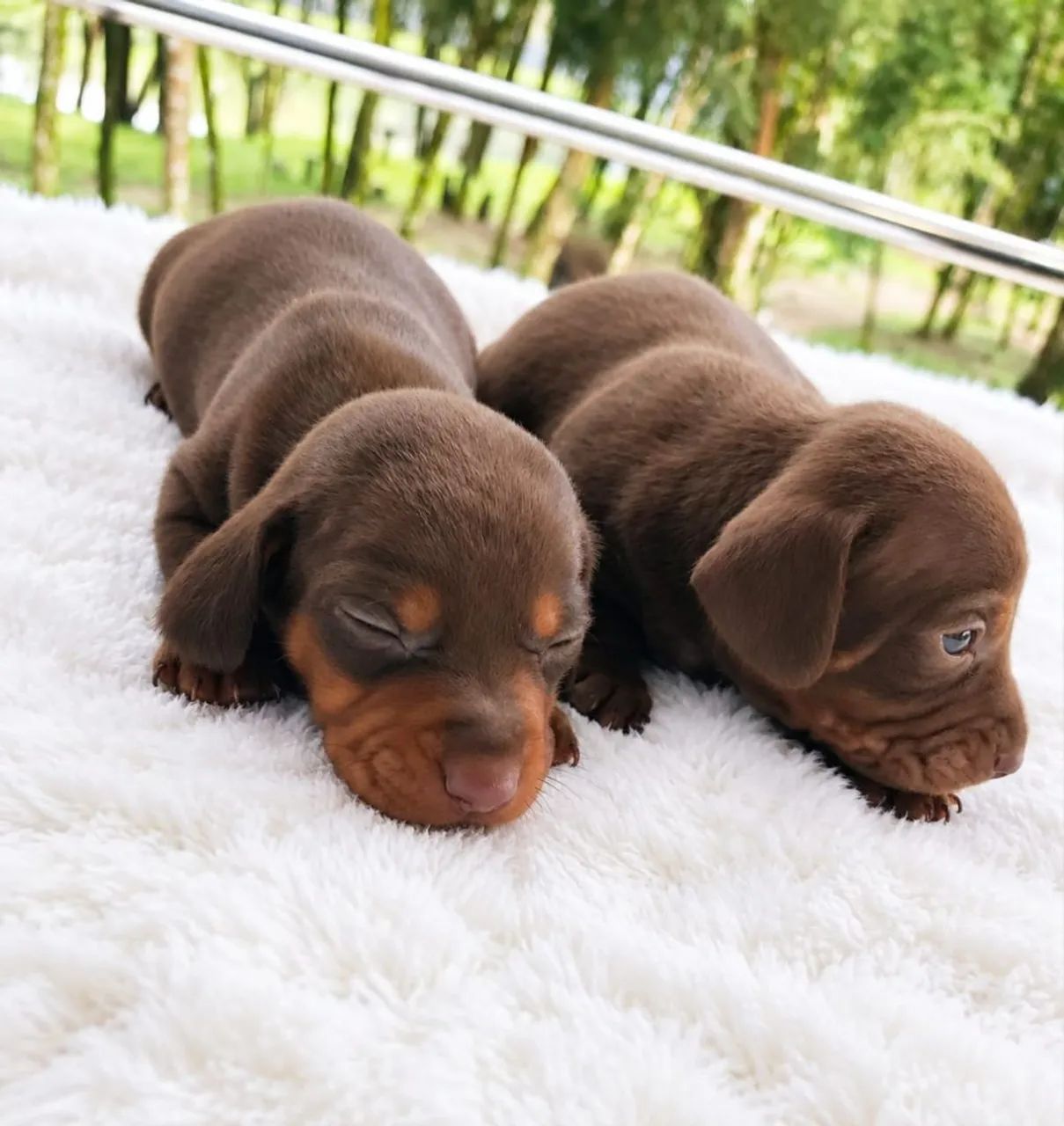 Dachshund chocolate 