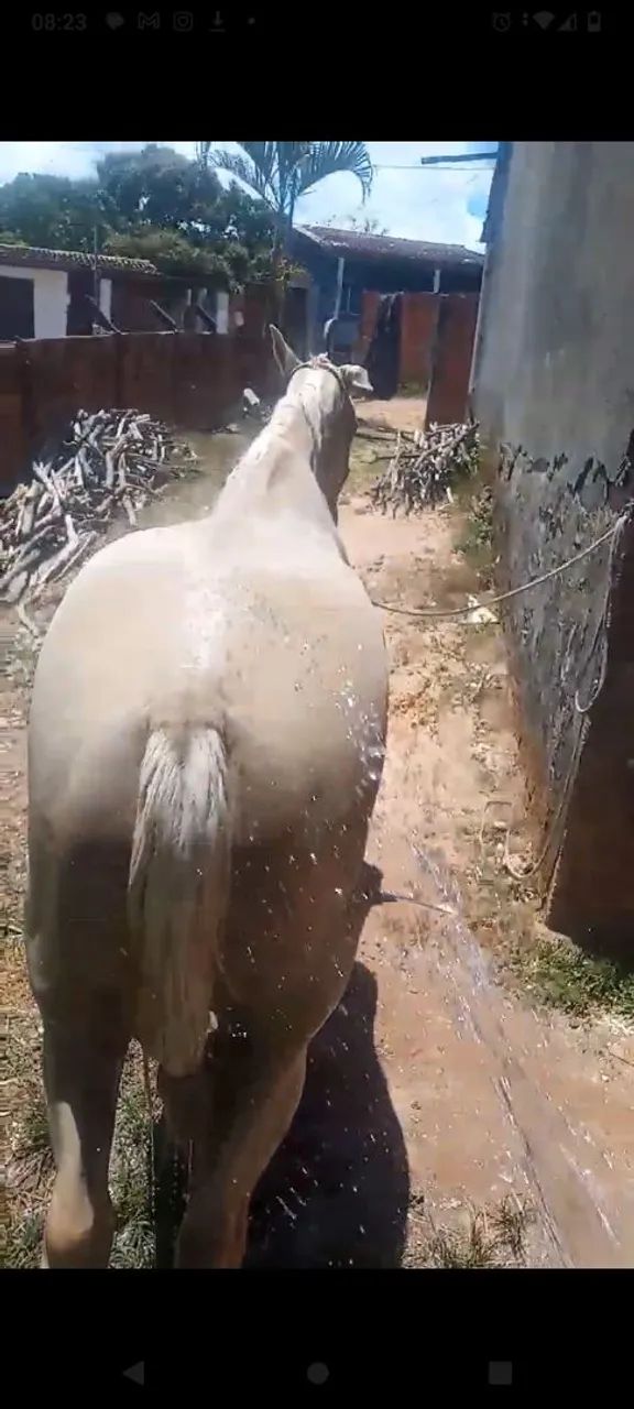 Cavalo misticinho  - Foto 5