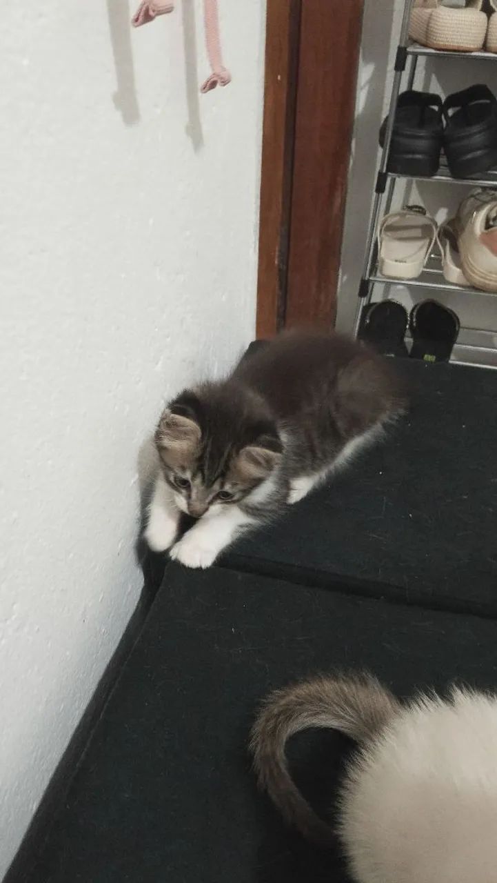 Doação de gatinhos - Foto 3