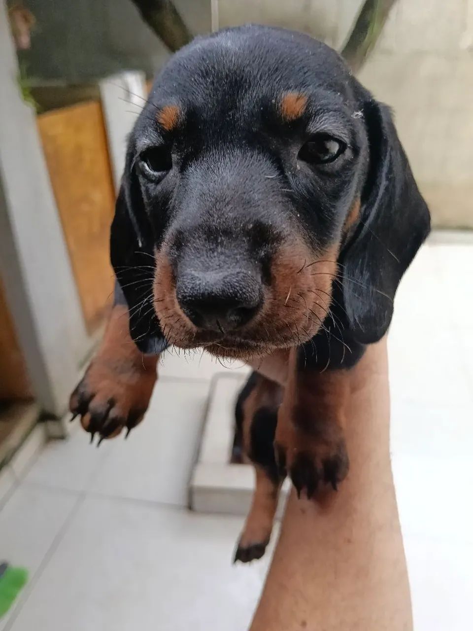 Dachshund Black Tan macho  - Foto 5