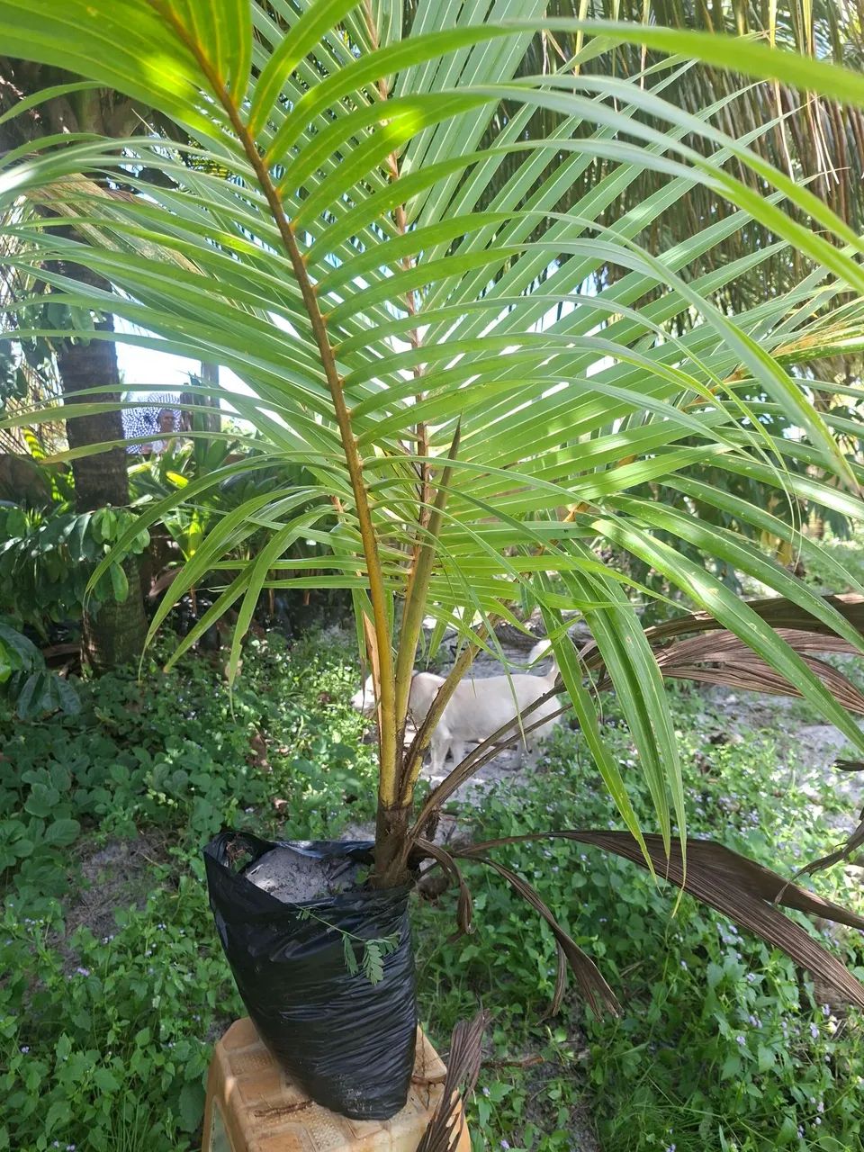 Coqueiro anão  - Foto 3