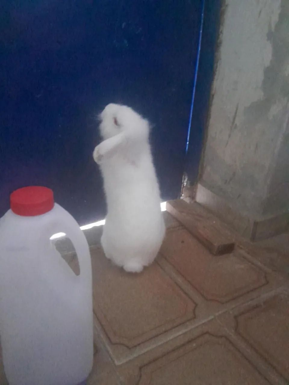 Coelhos mini loop  - Foto 3