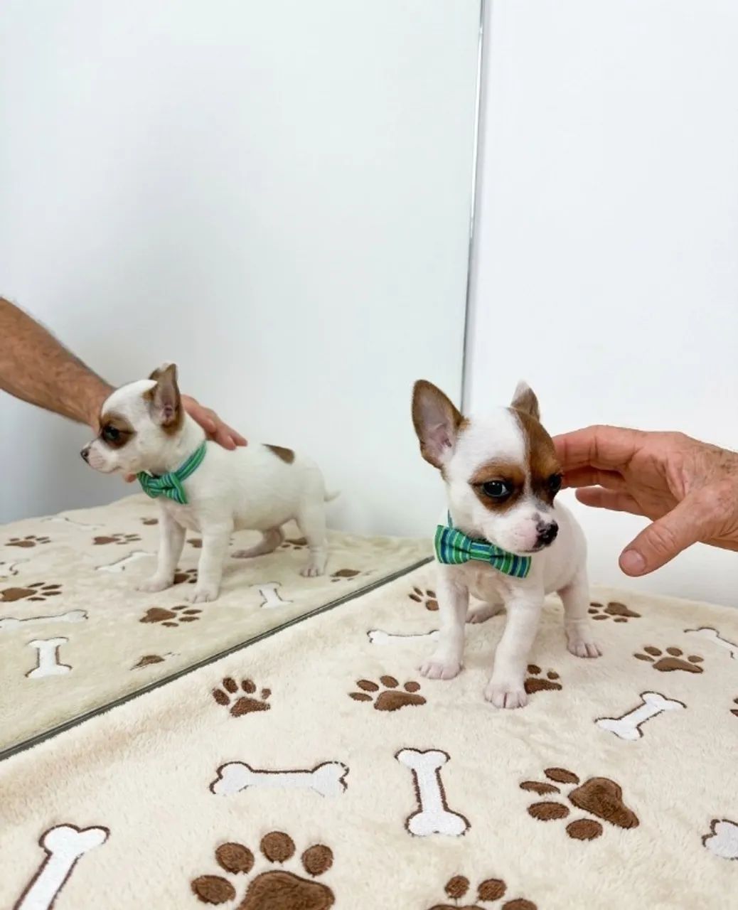 Filhotes Pinscher Encantam