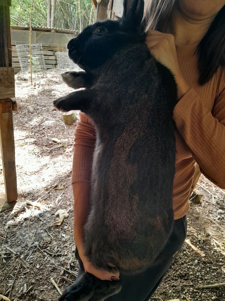 Coelho gigante - Foto 4