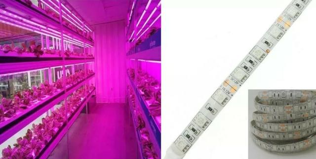 COD-CP325 1 Metro Fita Led Full Spectrum Indoor Grow 7red 1blue Cultivo Aquario Automação - Foto 2