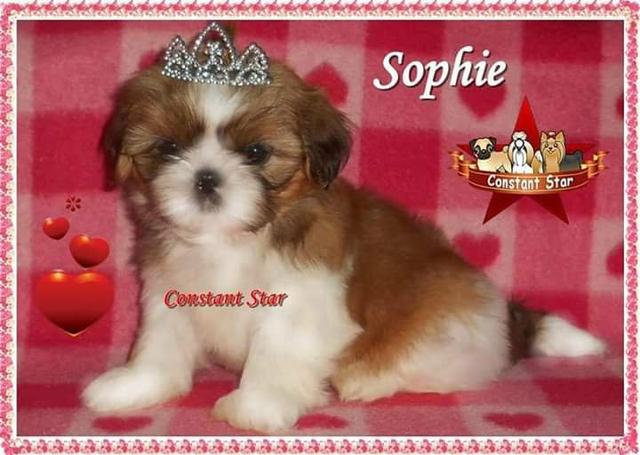 Shih Tzu de porte bem pequeno e Pedigree CBKC - Foto 3
