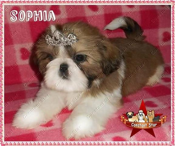 Shih Tzu de porte bem pequeno e Pedigree CBKC - Foto 4