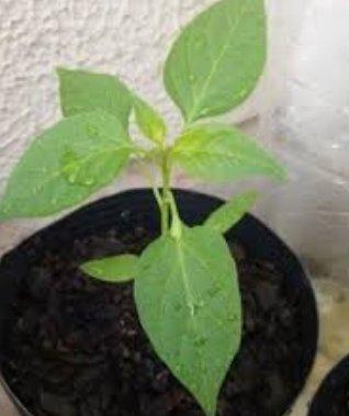 Vendo mudas de pimenta mais ardosa do mundo