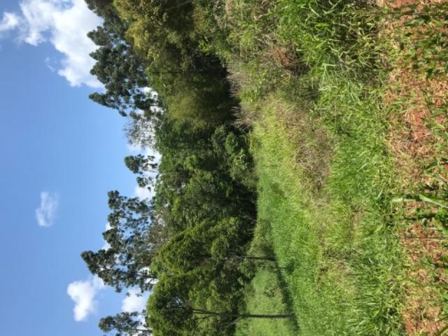 Vendo terreno rural camboriú - Foto 4