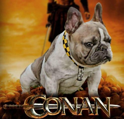 Bulldog Francês - Foto 2