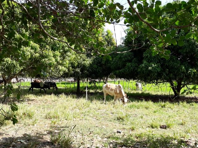 Fazenda as margem da BR 222 a 01 km de Batalha ? PI - Foto 19