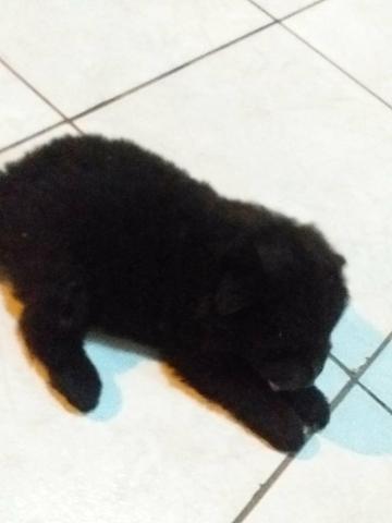 Vendo filhote femea de chow chow - Foto 4