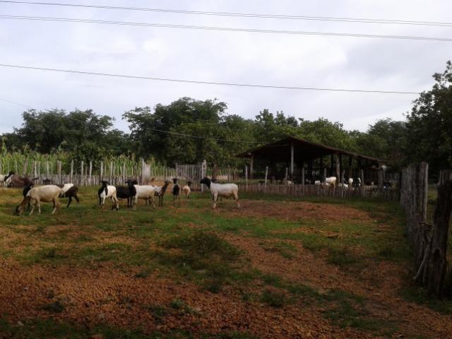 Fazenda as margem da BR 222 a 01 km de Batalha ? PI - Foto 6