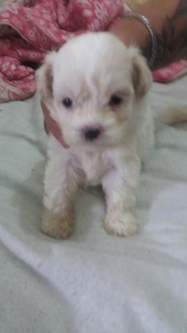 Mine poodle - Foto 2