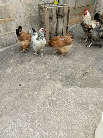 Brahma - Foto 2