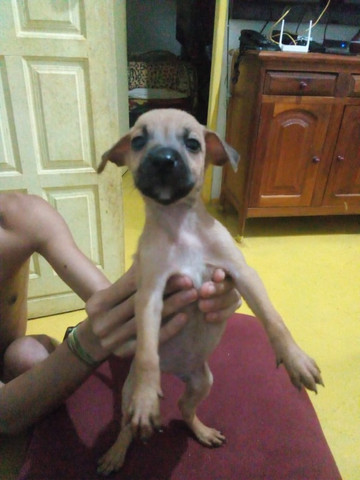 Estou doando - Foto 3