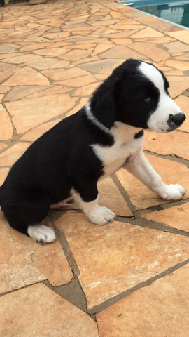 Filhotes de Border Collie - Foto 3