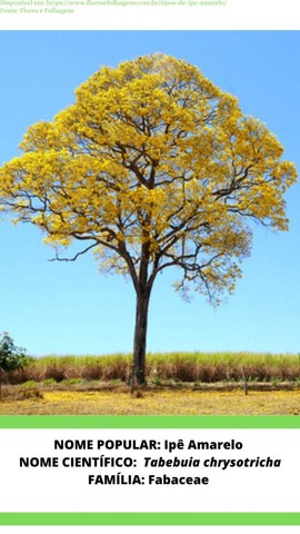 Mudas de Acasia Rosa Cássia grandis Ipê Amarelo Tabebuia chrysotrich e Murta Murraya pani