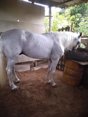 Cavalo pra venda ou troca 7 mil