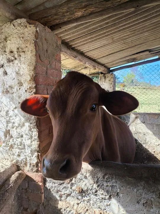 Bezerro senepol manso