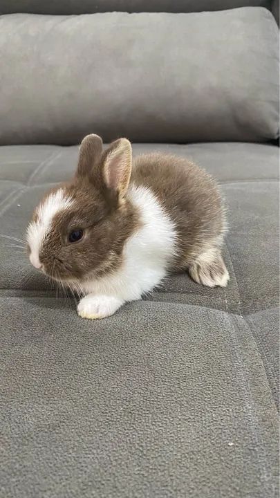 Coelhinha Mini Lions  - Foto 2