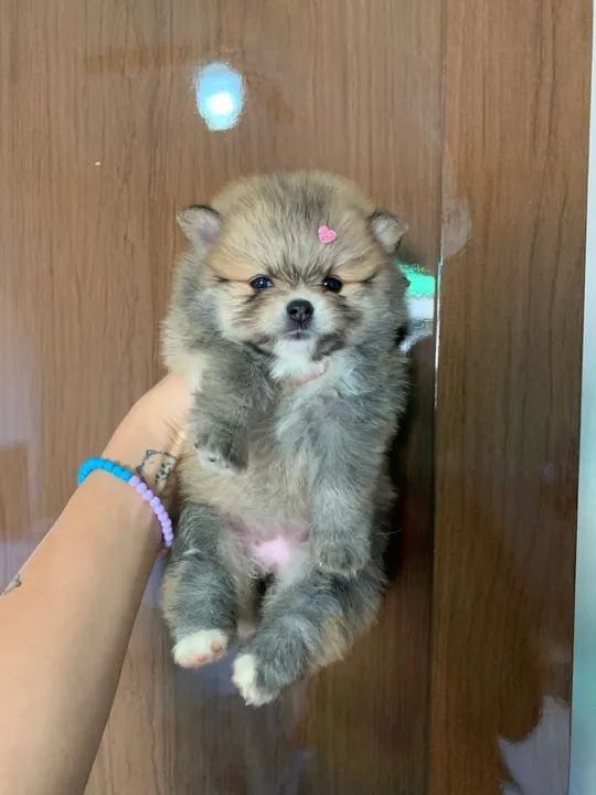 Spitz alemão anao - Lulu da pomerania  - Foto 2