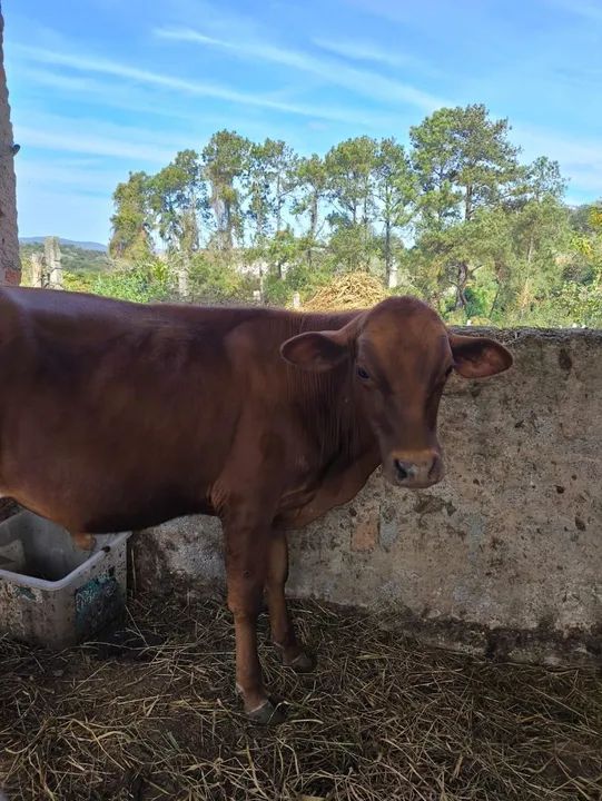 Bezerro senepol manso - Foto 4