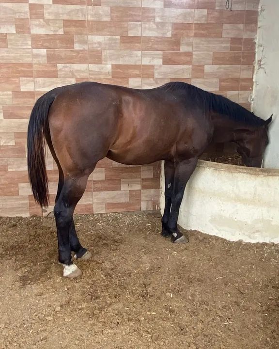 Cavalo Quarto de Milha Puro - Foto 3