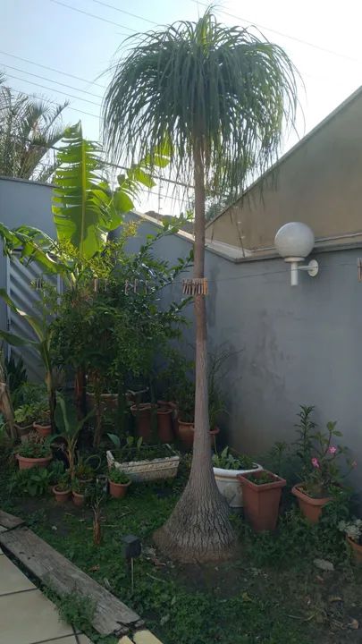 Pata de elefante de 20 anos.   Só  790.00 - Foto 4