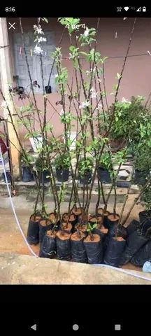 Mudas Frutíferas enxertadas