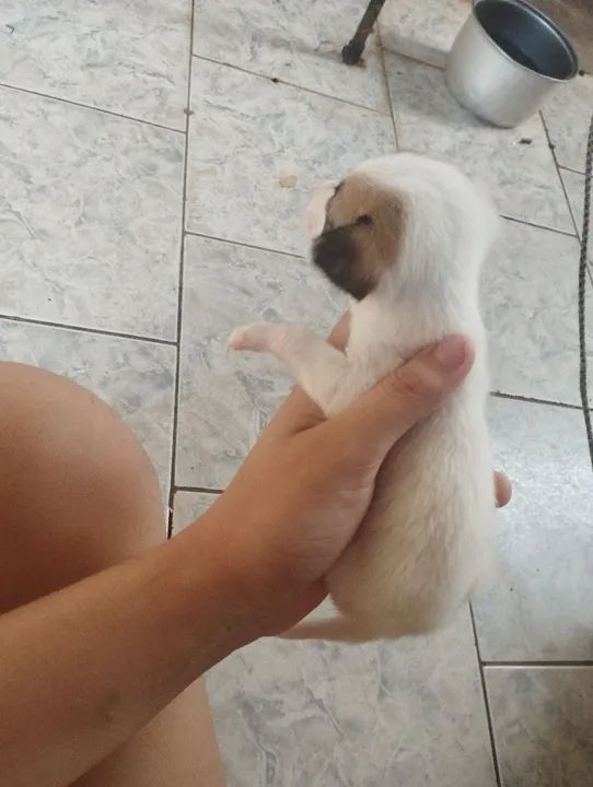 Estou doando cachorrinhos - Foto 6